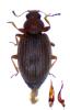 Corticarina similata